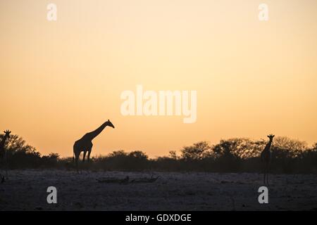 Angola girafes Banque D'Images