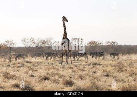 Girafe d’Angola Banque D'Images