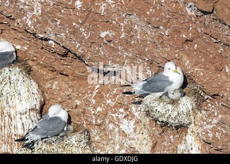 Les mouettes tridactyles Banque D'Images