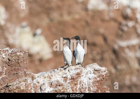 Les guillemots communs Banque D'Images