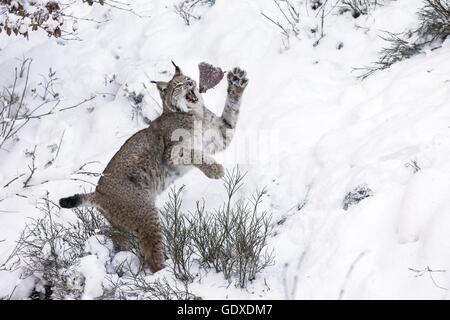 Lynx d’Eurasie Banque D'Images