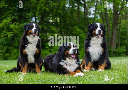 3 Bouvier Bernois Banque D'Images