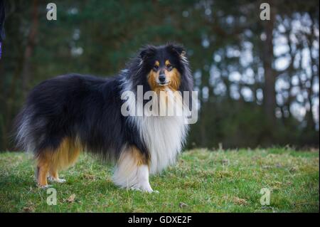 Comité permanent Collie à poil long Banque D'Images