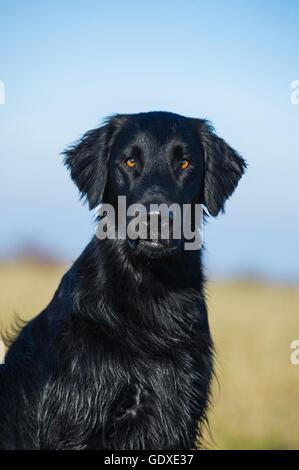 Flat Coated Retriever Portrait Banque D'Images