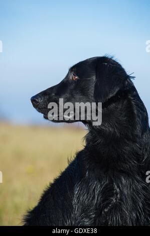 Flat Coated Retriever Portrait Banque D'Images