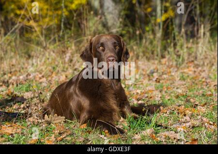 Posé à plat Coated Retriever Banque D'Images