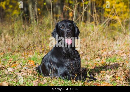 Posé à plat Coated Retriever Banque D'Images