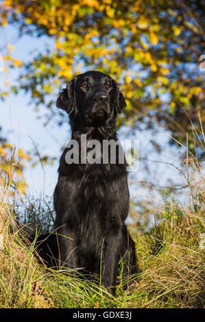 Coin Télévision Coated Retriever Banque D'Images