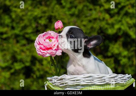 Chiot Bouledogue Français Banque D'Images