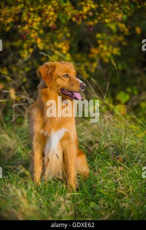 Sitting Duck Tolling Retriever de la Nouvelle-Écosse Banque D'Images