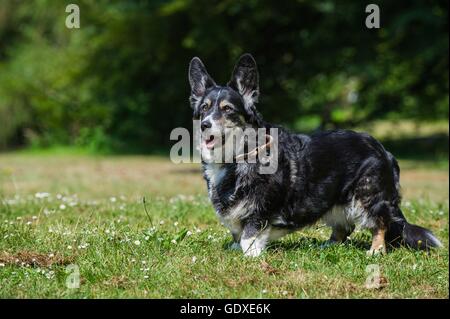 Comité permanent Welsh Corgi Cardigan Banque D'Images