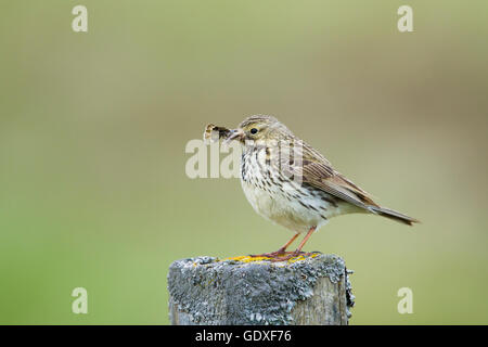 Meadow Pipit spioncelle - Anthus moth pour nourrir les jeunes pratensis Réserve Naturelle de Flo028865 BI l'Islande Banque D'Images