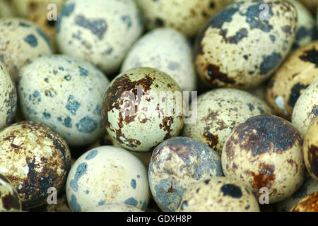 Caille brune egs Banque D'Images