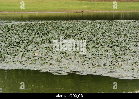 Lake Kerkini (réservoir) Banque D'Images