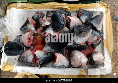 Têtes de poisson Banque D'Images