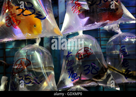 Marché de poissons rouges de Hong Kong Banque D'Images