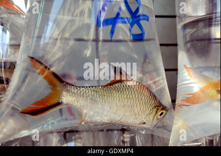 Marché de poissons rouges de Hong Kong Banque D'Images