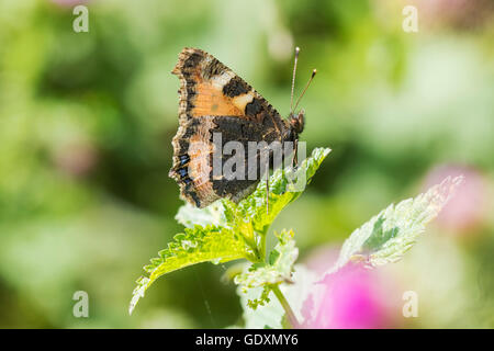 Close-up de la petite écaille (Aglais urticae) butterfly Vue de côté. Isolés par la nature Banque D'Images