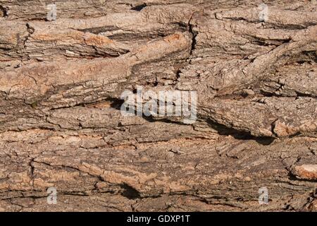Arbre écorce texture. Contexte de l'arbre de l'écorce. Banque D'Images