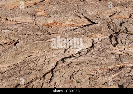 Arbre écorce texture. Contexte de l'arbre de l'écorce. Banque D'Images