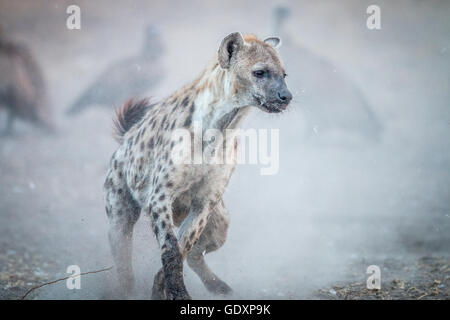 L'exécution de l'hyène tachetée avec vautours dans l'arrière-plan dans la Sabi Sabi game reserve, Afrique du Sud.