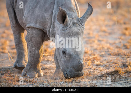 Un bébé rhinocéros blanc reniflant la saleté, Afrique du Sud. Banque D'Images