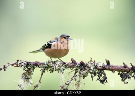 Chaffinch (Fringilla coelebs) d'hommes perchés sur des rameaux de conifères Banque D'Images