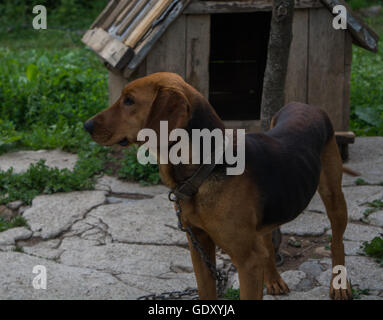 Chien Banque D'Images