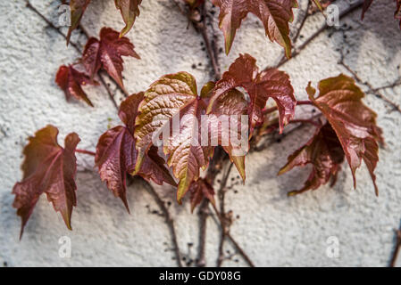 Boston rouge foncé feuilles de lierre sur mur blanc Banque D'Images