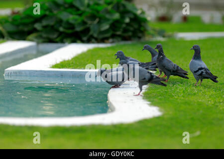 Un groupe de pigeons marcher dans l'herbe verte pour boire de l'eau Banque D'Images