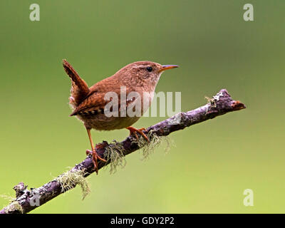 Wren perché sur branch Banque D'Images