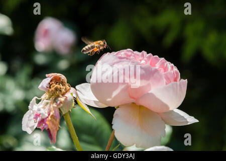 Libre d'une abeille à côté d'une fleur rose Banque D'Images