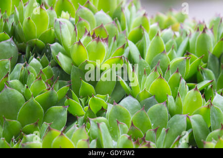 Libre de Sempervivum calcareum-houseleek Banque D'Images