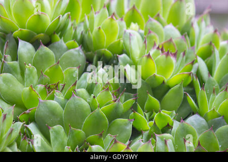 Libre de Sempervivum calcareum-houseleek Banque D'Images