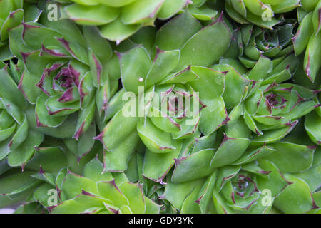 Libre de Sempervivum calcareum-houseleek Banque D'Images