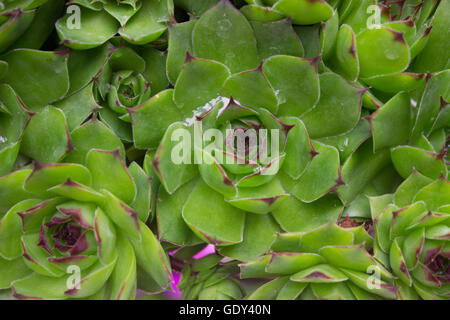 Libre de Sempervivum calcareum-houseleek Banque D'Images