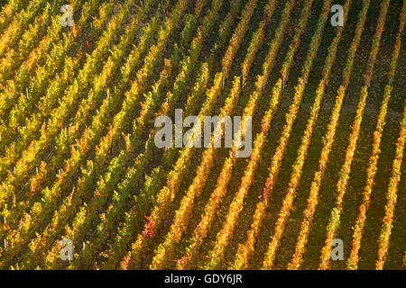 Géographie / voyage, Allemagne, Rhénanie-Palatinat, vignoble en automne, l'Ahrtal (vallée de l'Ahr), ici est de plus en plus de vin rouge de pinot noir et de raisin portugais, red zone viticole, Additional-Rights Clearance-Info, EIFEL--Not-Available Banque D'Images