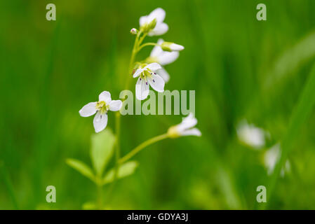 Grand-amer, Cresson Cardamine amara, wildflower, Dumfries et Galloway, Écosse Banque D'Images