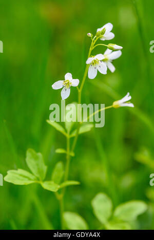 Grand-amer, Cresson Cardamine amara, wildflower, Dumfries et Galloway, Écosse Banque D'Images