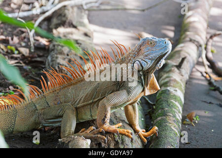 Close-up of green Iguana, Costa Rica Banque D'Images