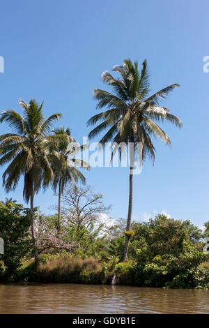 Palmier sur la rivière de Tortuguero, Costa Rica sky contre Banque D'Images