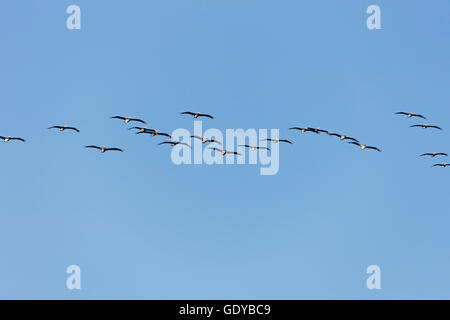 Low angle view of flock de pélicans volant dans le ciel, le Costa Rica Banque D'Images