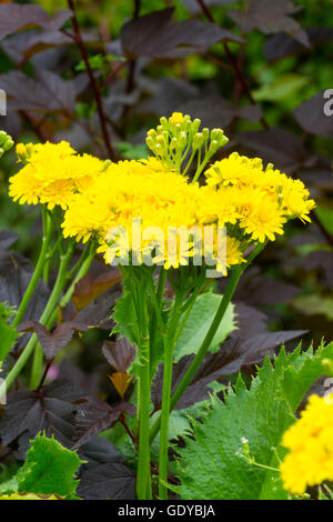 Les têtes florales paniers avec du jaune, comme des fleurs de pissenlit dans l'inhabituelle, Leontodon rigens vivaces Banque D'Images