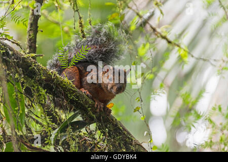 Rotflanken-écureuil bigarré sur un arbre, Samara, Costa Rica Banque D'Images