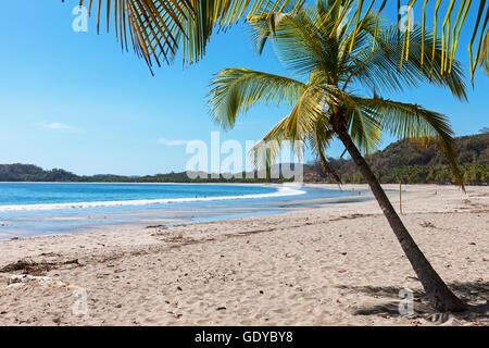 Palmiers sur la plage, Samara, Costa Rica Banque D'Images