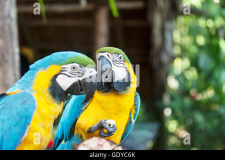 L'or et de l'ara bleu (Ara ararauna) perching on tree stump, Orinoco Delta, Venezuela Banque D'Images