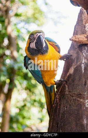 L'or et de l'ara bleu (Ara ararauna) perching on tree trunk, Orinoco Delta, Venezuela Banque D'Images