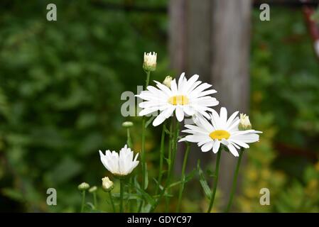 Marguerites blanches Banque D'Images