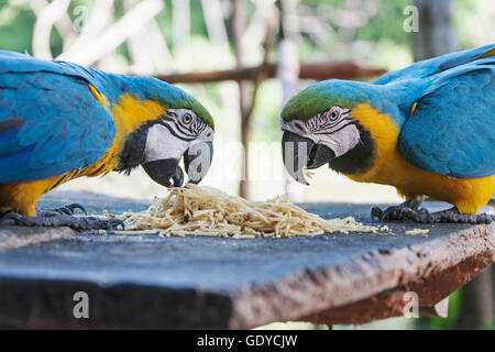 L'or et de l'ara bleu (Ara ararauna) nourrir spaghetti, Orinoco Delta, Venezuela