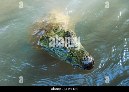 Caiman (Caimaninae) dans un lac, Orinoco Delta, Venezuela Banque D'Images